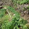 Plants: image 51 Of 208 Thumb